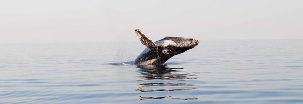 dolphin cruise forster